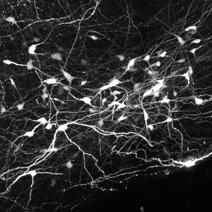 Cells in the medulla simultaneously control multiple cardiovascular targets